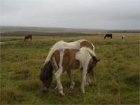 Icelandic horse